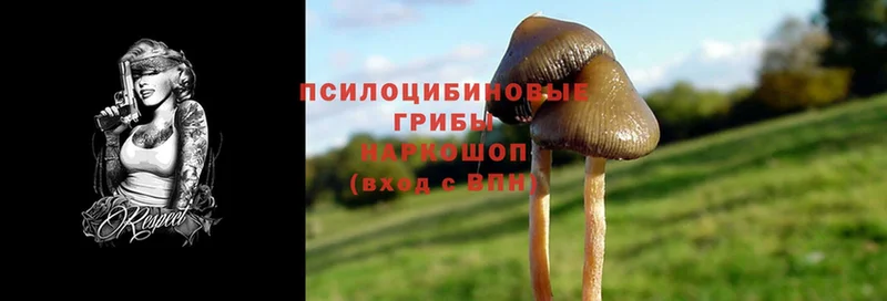 hydra ссылка  Венёв  Псилоцибиновые грибы MAGIC MUSHROOMS 